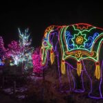 denver zoo lights