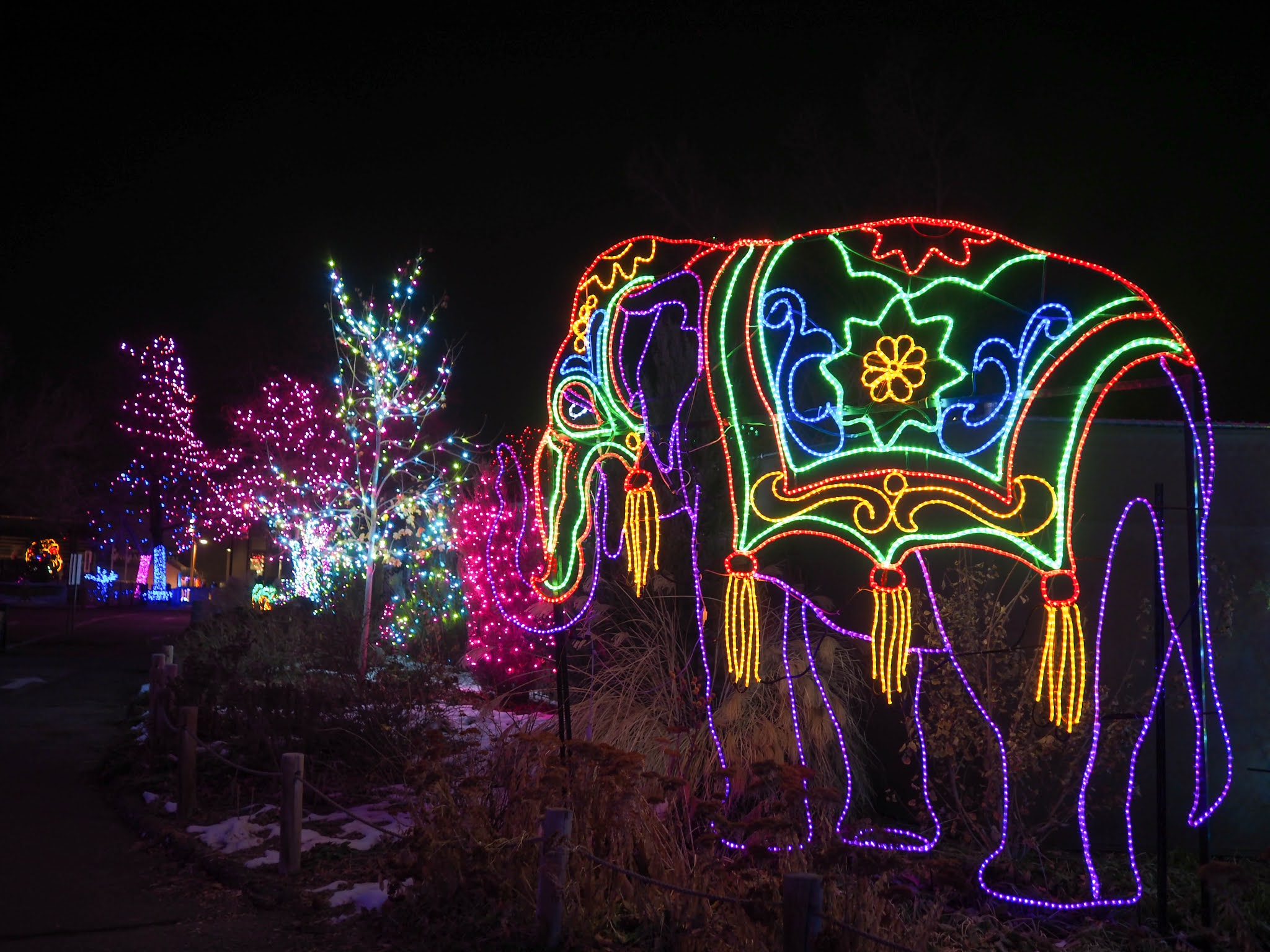 denver zoo lights